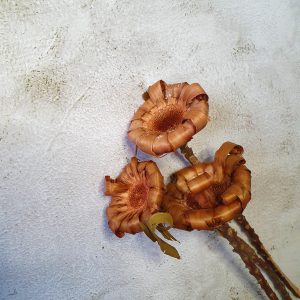 Protea - pöndört szirmú