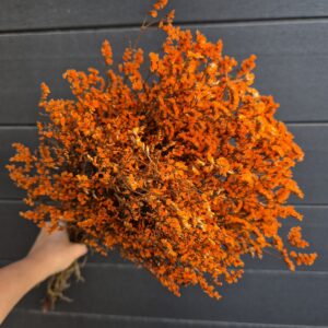 Tartósított limónium - narancs