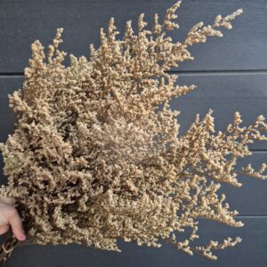 Tartósított limónium - fehér