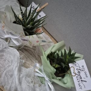 Mini pozsgások köszönőajándék